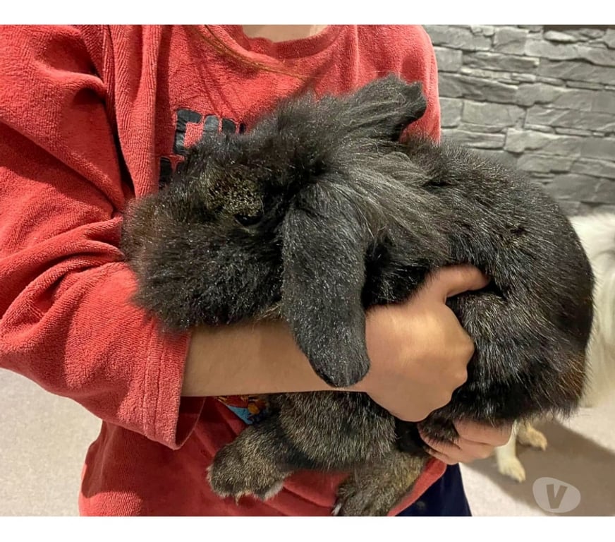 Vente Loire-Atlantique Vertou - 44120 - Photos Vivastreet Sloubi, lapin nain à adopter