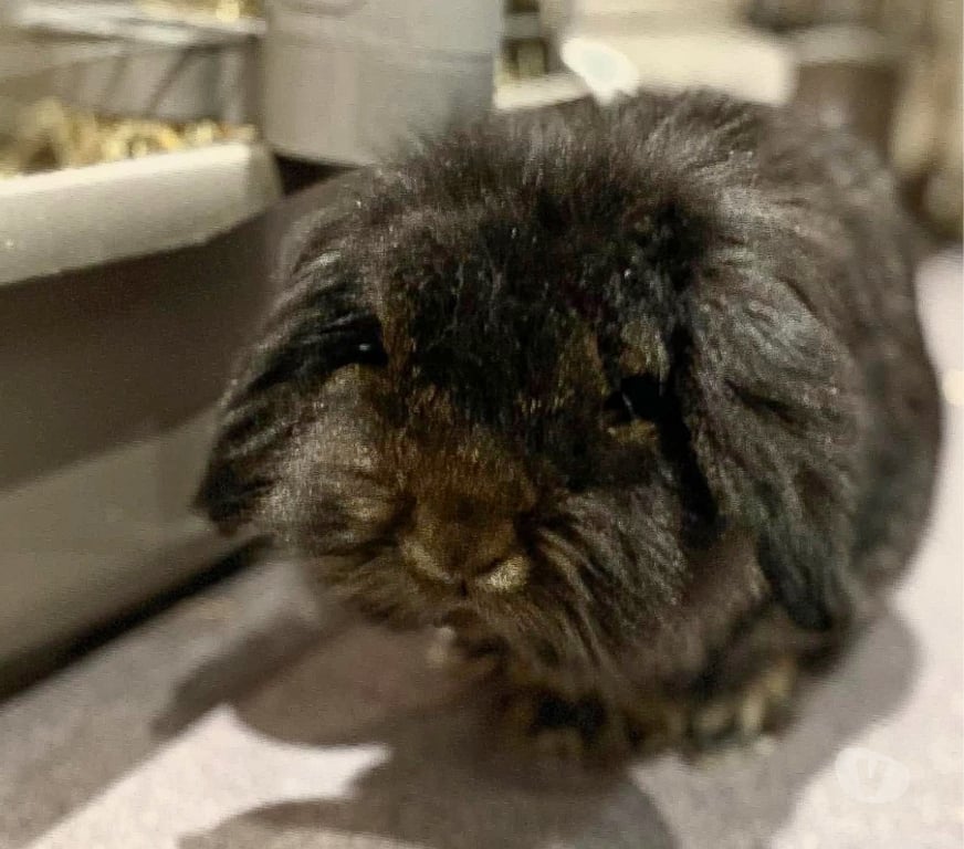 Vente Loire-Atlantique Vertou - 44120 - Photos Vivastreet Sloubi, lapin nain à adopter