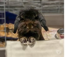 Photos Vivastreet Sloubi, lapin nain à adopter