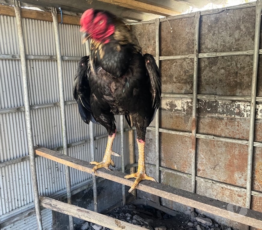 Vente Pas-de-Calais Avion - 62210 - Photos Vivastreet COQS ET POULES AZIL PAKISTAN