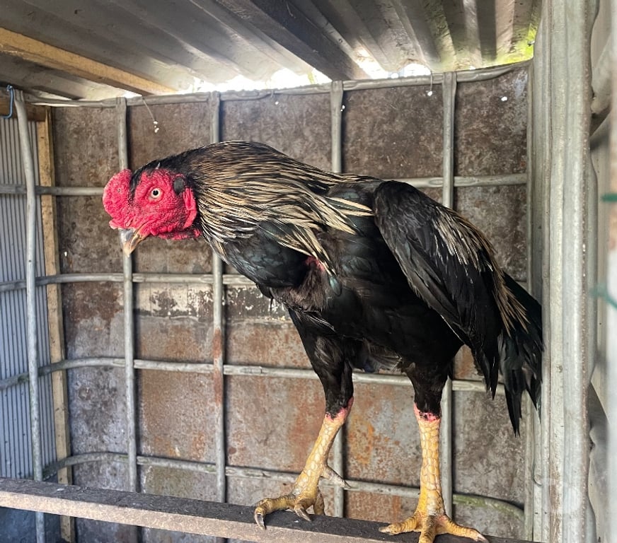 Vente Pas-de-Calais Avion - 62210 - Photos Vivastreet COQS ET POULES AZIL PAKISTAN