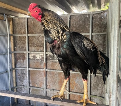 Vente animaux Avion Pas-de-Calais - Photos Vivastreet COQS ET POULES AZIL PAKISTAN