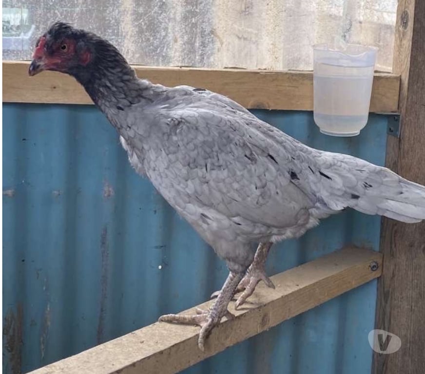 Don animaux Aisne Laon - 02000 - Photos Vivastreet Poule de bonne souche