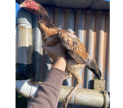 Adoption animaux Laon Aisne - Photos Vivastreet Poule de bonne souche