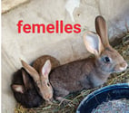 La Cornuaille - Maine-et-Loire — Jeune Males et femelle lapin
