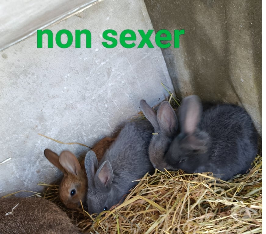 Don animaux Maine-et-Loire La Cornuaille - 49440 - Photos Vivastreet Jeune Males et femelle lapin