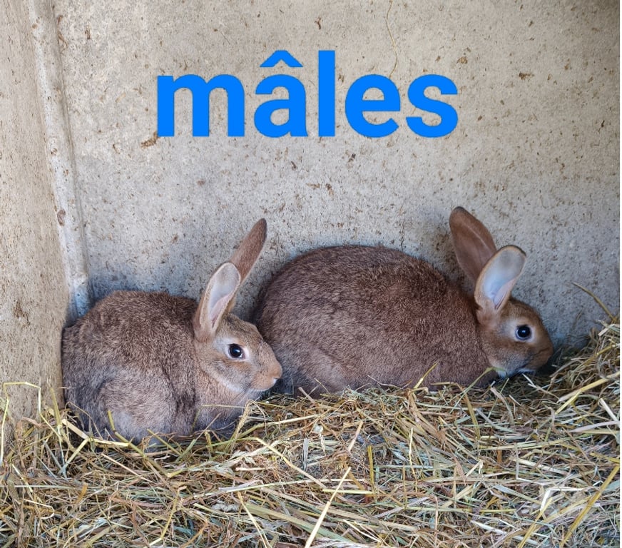 Don animaux Maine-et-Loire La Cornuaille - 49440 - Photos Vivastreet Jeune Males et femelle lapin