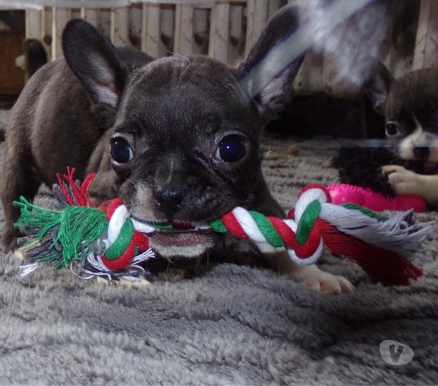 Vente Nord Lille - Photos Vivastreet BOULEDOGUE FRANCAIS