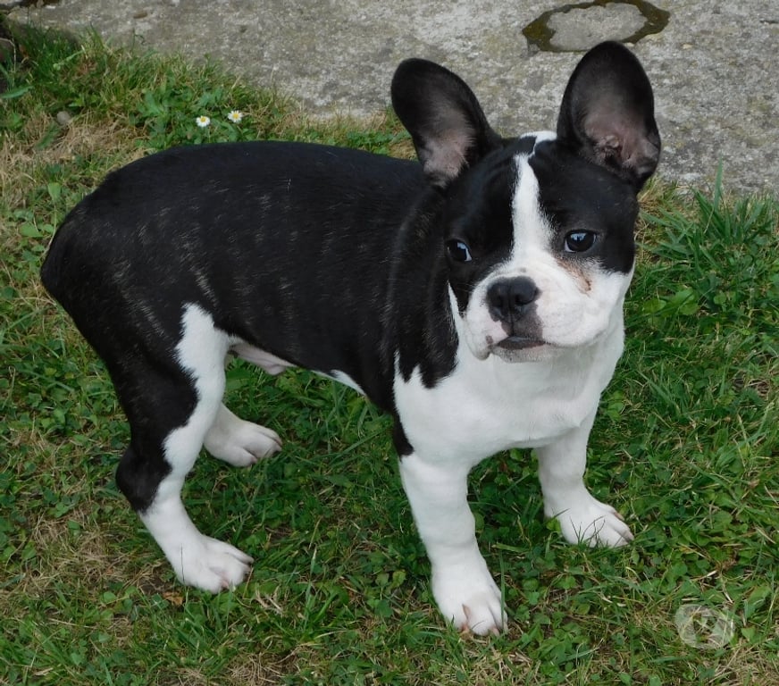 Vente Aisne Wassigny - 02630 - Photos Vivastreet BOULEDOGUE FRANCAIS