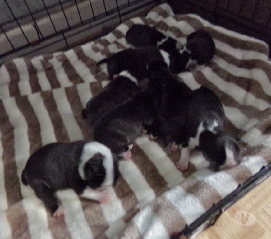 Vente Aisne Wassigny - 02630 - Photos Vivastreet BOULEDOGUE FRANCAIS