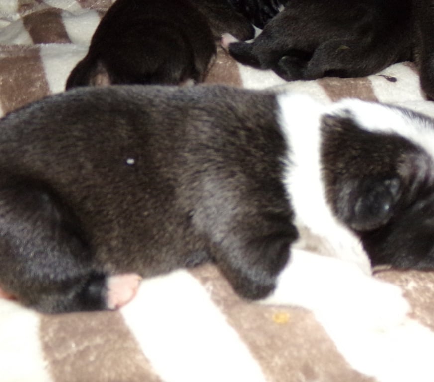 Vente Aisne Wassigny - 02630 - Photos Vivastreet BOULEDOGUE FRANCAIS