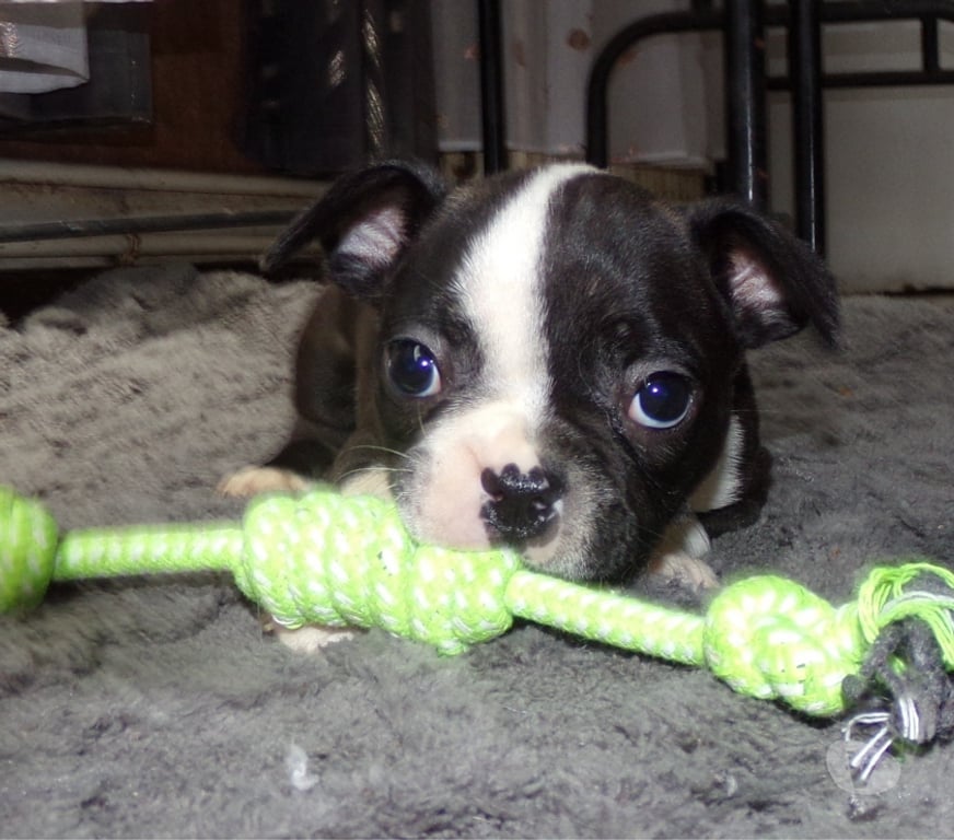 Vente Nord Lille - Photos Vivastreet BOULEDOGUE FRANCAIS