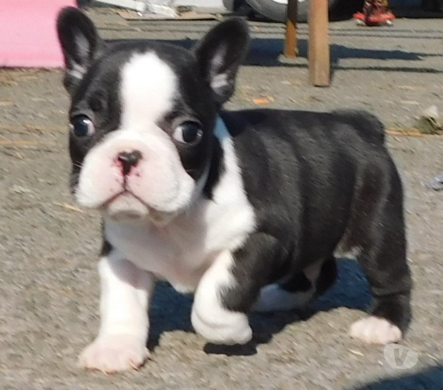 Vente Aisne Wassigny - 02630 - Photos Vivastreet BOULEDOGUE FRANCAIS