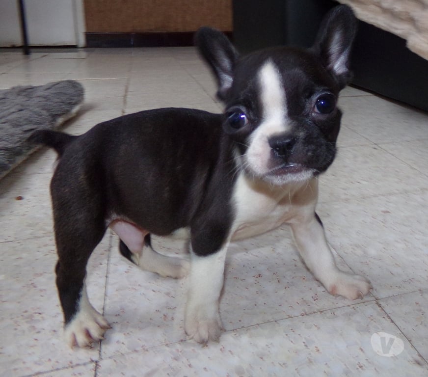 Vente Nord Lille - Photos Vivastreet BOULEDOGUE FRANCAIS