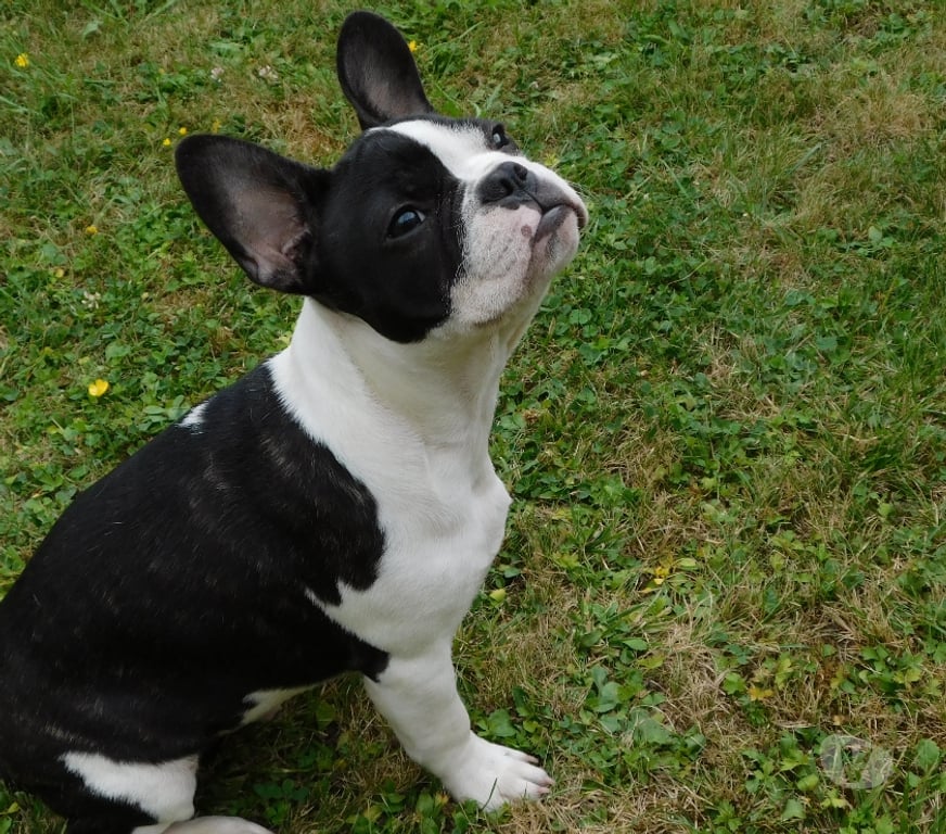 Vente Aisne Wassigny - 02630 - Photos Vivastreet BOULEDOGUE FRANCAIS