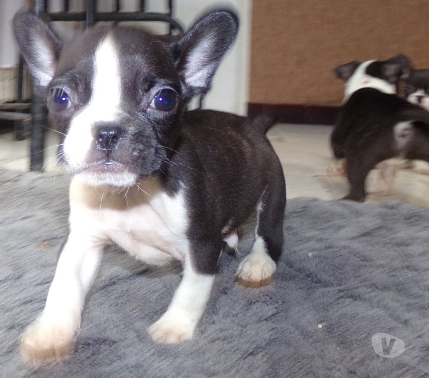 Vente Nord Lille - Photos Vivastreet BOULEDOGUE FRANCAIS