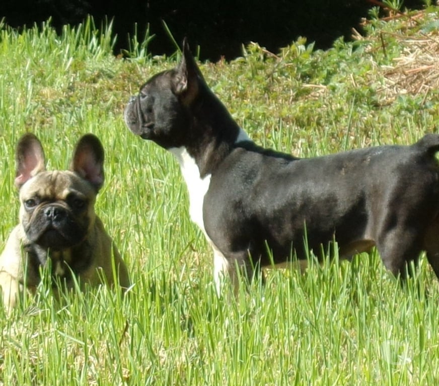 Vente Aisne Wassigny - 02630 - Photos Vivastreet BOULEDOGUE FRANCAIS