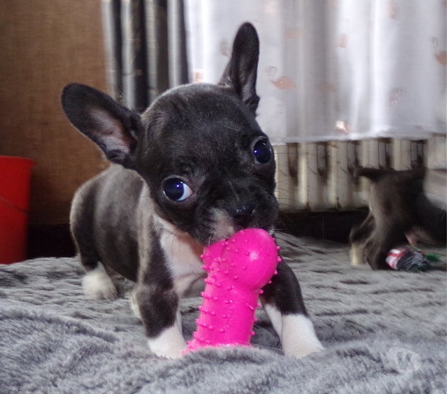 Vente Nord Lille - Photos Vivastreet BOULEDOGUE FRANCAIS