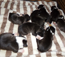 Photos Vivastreet BOULEDOGUE FRANCAIS