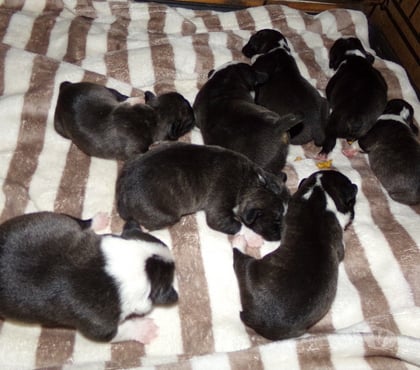 Vente animaux Wassigny Aisne - Photos Vivastreet BOULEDOGUE FRANCAIS