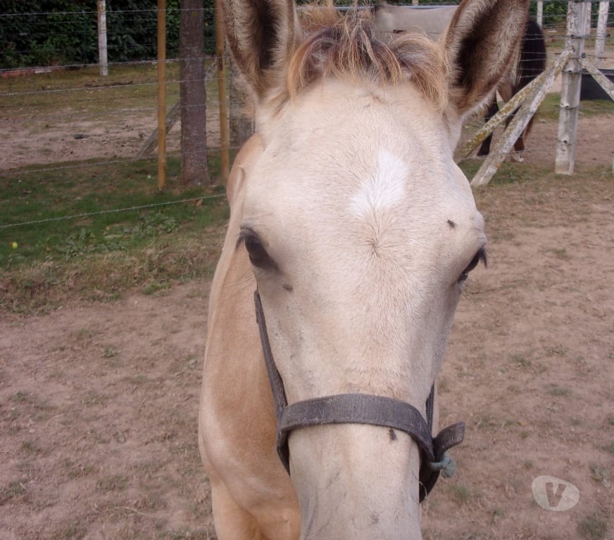 Vente Calvados Grainville sur Odon - 14210 - Photos Vivastreet AV Poulain OC 2025 couleur Isabelle