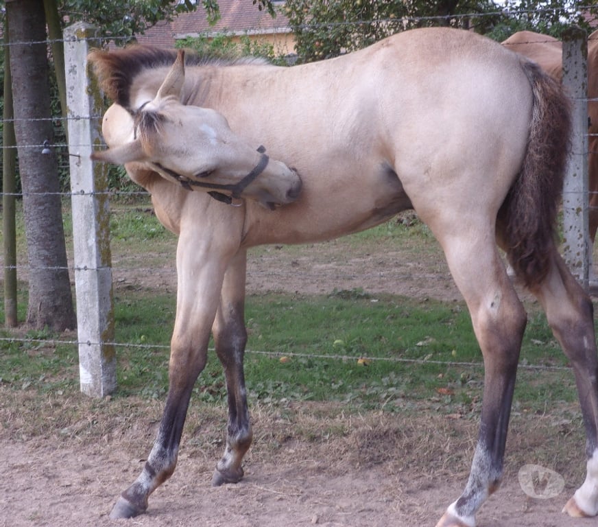 Vente Calvados Grainville sur Odon - 14210 - Photos Vivastreet AV Poulain OC 2025 couleur Isabelle