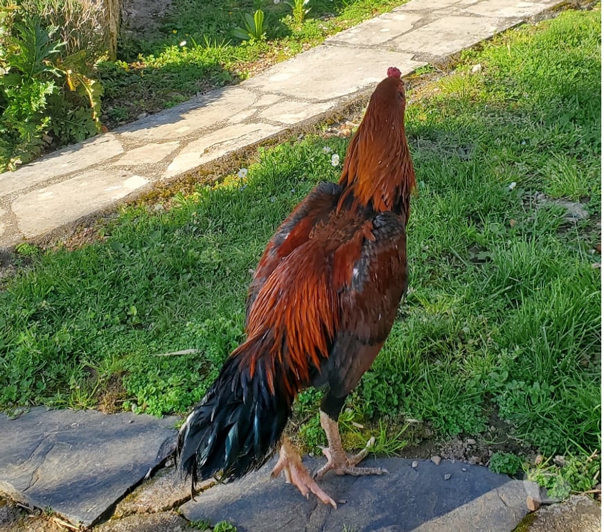 Vente Corrèze Beaulieu sur Dordogne - 19120 - Photos Vivastreet Vend coq 🐓 thail-viet