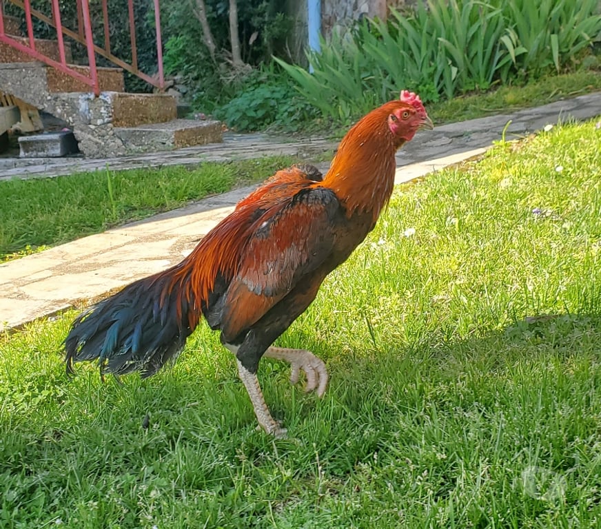 Vente Corrèze Beaulieu sur Dordogne - 19120 - Photos Vivastreet Vend coq 🐓 thail-viet