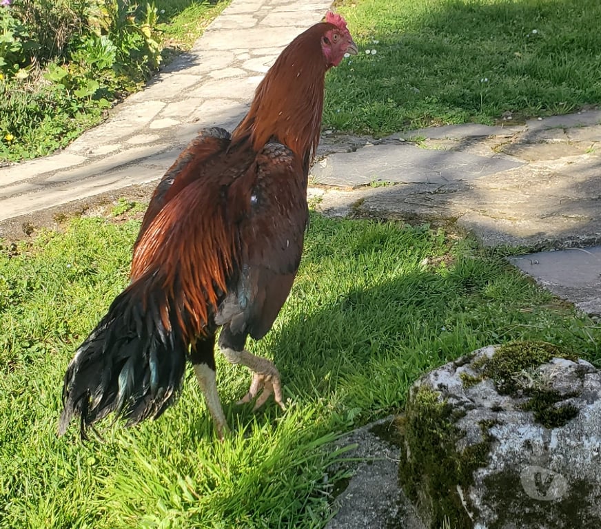 Vente Corrèze Beaulieu sur Dordogne - 19120 - Photos Vivastreet Vend coq 🐓 thail-viet