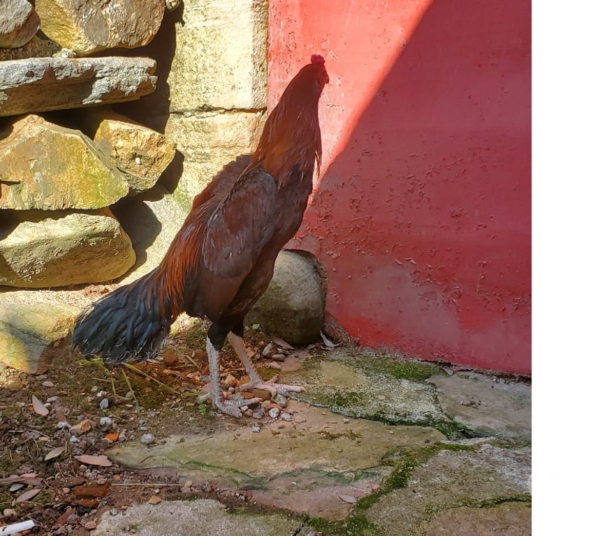 Vente Corrèze Beaulieu sur Dordogne - 19120 - Photos Vivastreet Vend coq 🐓 thail-viet