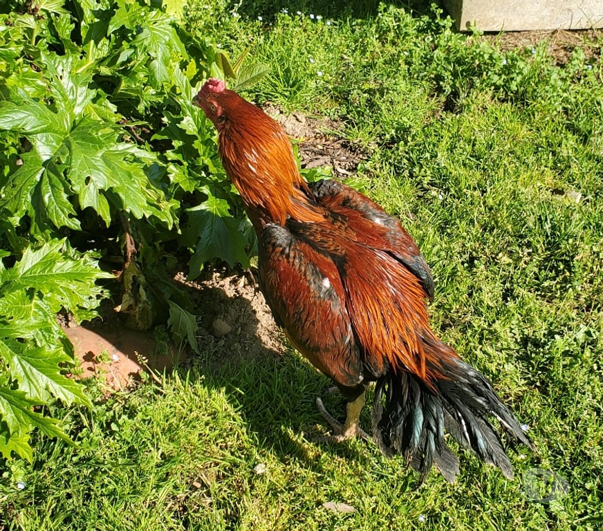Vente Corrèze Beaulieu sur Dordogne - 19120 - Photos Vivastreet Vend coq 🐓 thail-viet