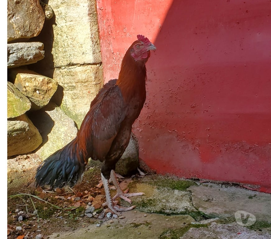 Vente Corrèze Beaulieu sur Dordogne - 19120 - Photos Vivastreet Vend coq 🐓 thail-viet