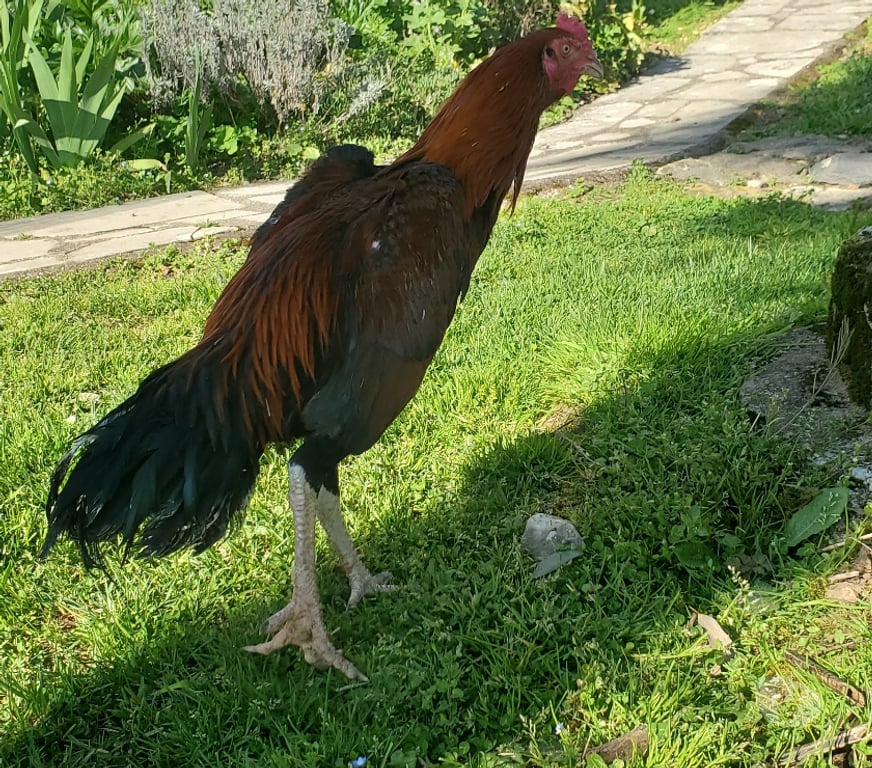 Vente Corrèze Beaulieu sur Dordogne - 19120 - Photos Vivastreet Vend coq 🐓 thail-viet