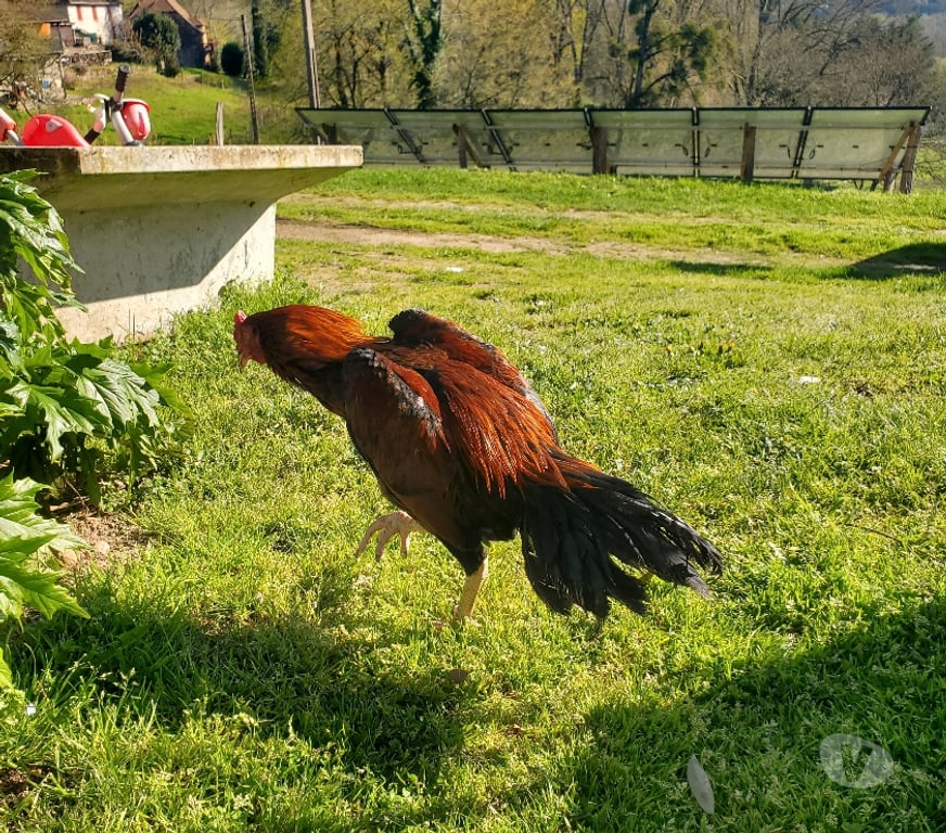 Vente Corrèze Beaulieu sur Dordogne - 19120 - Photos Vivastreet Vend coq 🐓 thail-viet