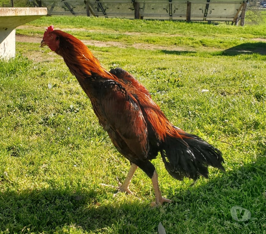 Vente Corrèze Beaulieu sur Dordogne - 19120 - Photos Vivastreet Vend coq 🐓 thail-viet