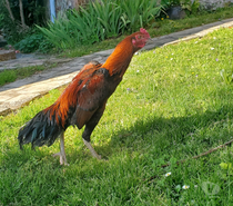 Vend coq 🐓 thail-viet