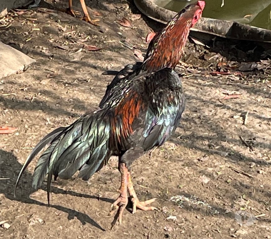 Vente Pas-de-Calais Lens - 62300 - Photos Vivastreet Coq thaïlandais viet