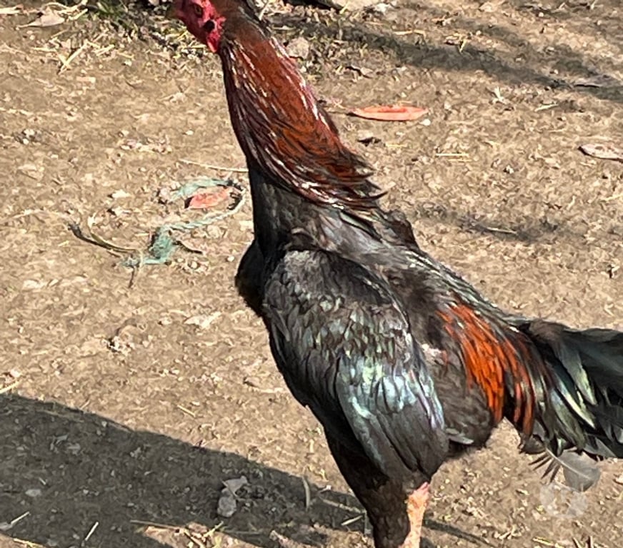 Vente Pas-de-Calais Lens - 62300 - Photos Vivastreet Coq thaïlandais viet