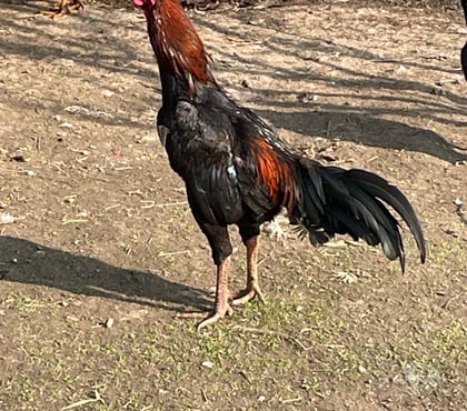 Vente animaux Lens Pas-de-Calais - Photos Vivastreet Coq thaïlandais viet
