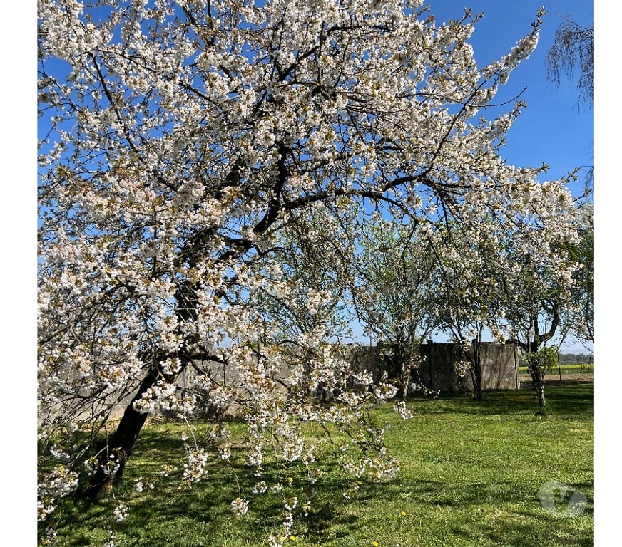 Vente Maison Marne Reuves - 51120 - Photos Vivastreet Corps de ferme 290 m² sur parc clos de 4 600 m²