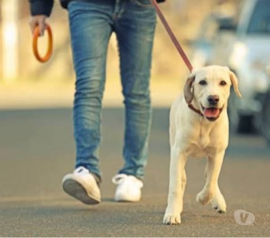 Services, accessoires animaux Nord Roubaix - 59100 - Photos Vivastreet Je sors votre chien