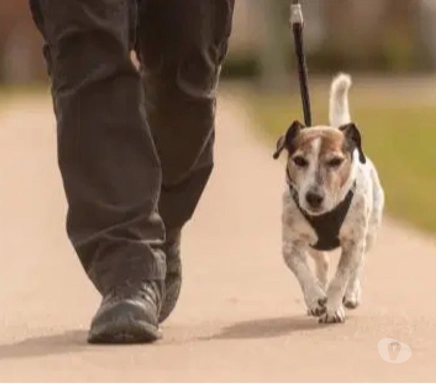 Services, accessoires animaux Nord Roubaix - 59100 - Photos Vivastreet Je sors votre chien