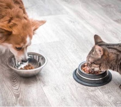 Services, accessoires animaux Roubaix Nord - Photos Vivastreet Je sors votre chien