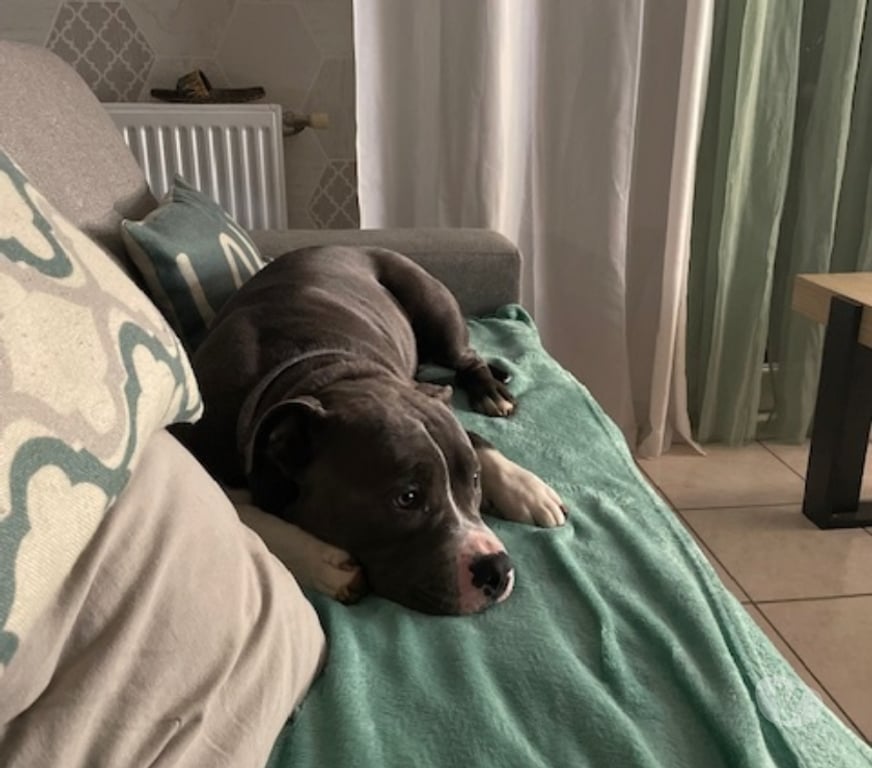 Don animaux Drôme Montelimar - 26200 - Photos Vivastreet Chien ALTO à l adoption