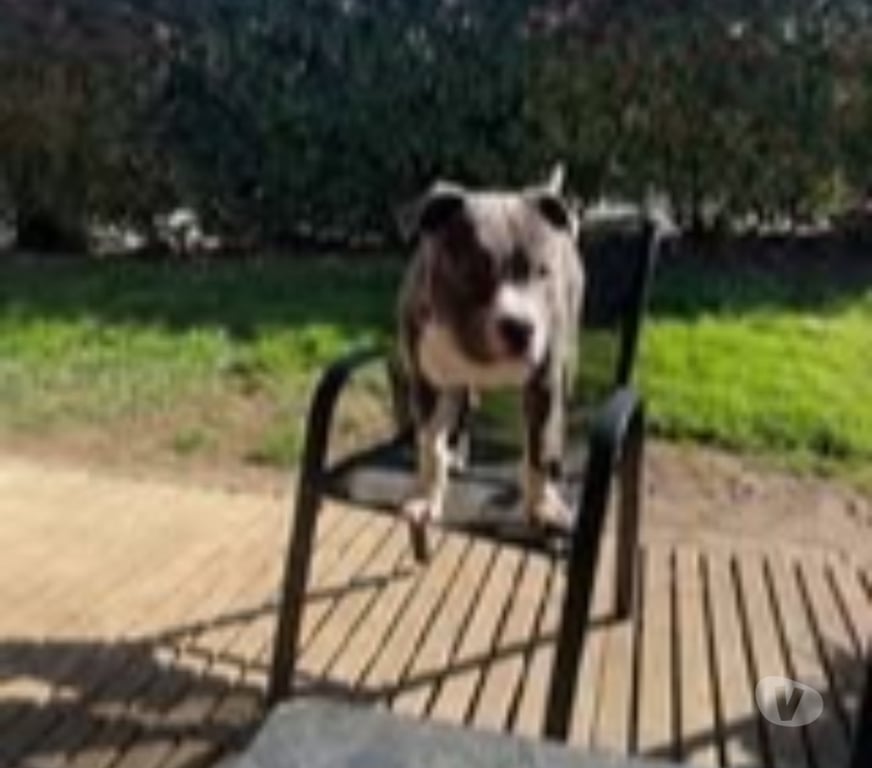 Don animaux Drôme Montelimar - 26200 - Photos Vivastreet Chien ALTO à l adoption