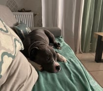 Photos Vivastreet Chien ALTO à l adoption