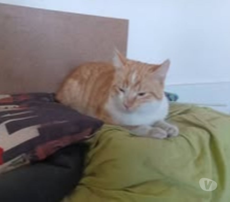 Don animaux Drôme Montelier - Photos Vivastreet Chat AMIRAL à l adoption