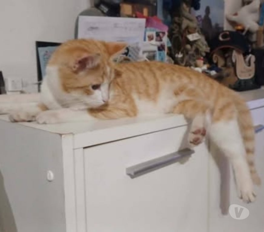 Don animaux Drôme Montelier - Photos Vivastreet Chat AMIRAL à l adoption