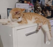 Photos Vivastreet Chat AMIRAL à l adoption