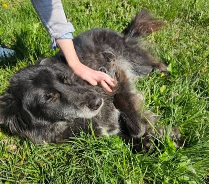 Chien MAYA à l adoption